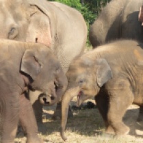Elephant Nature Park