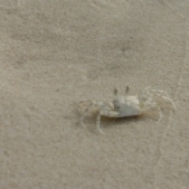 Phou Quoc: crab on deserted beach